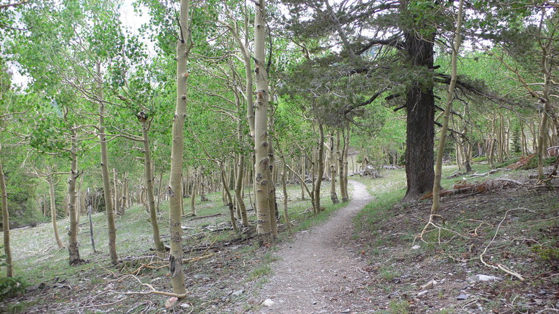 Wheeler Peak Summit Trail