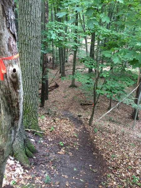 One of the several hill sections on this trail.