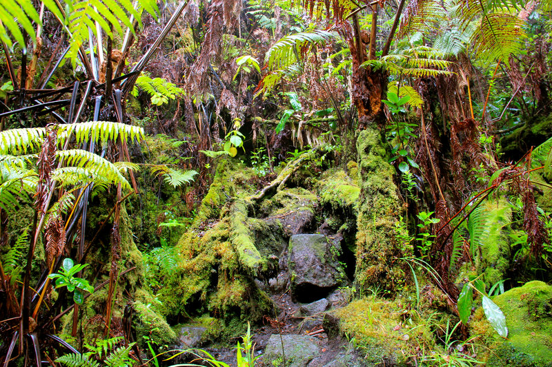 Tropical rain forest and mosses everywhere