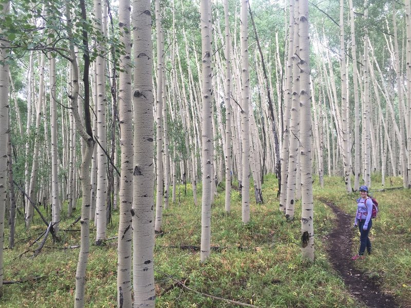 This aspen grove is like a fairytale...