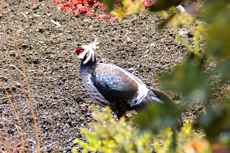 Kalij pheasant, Hawaiâian bird