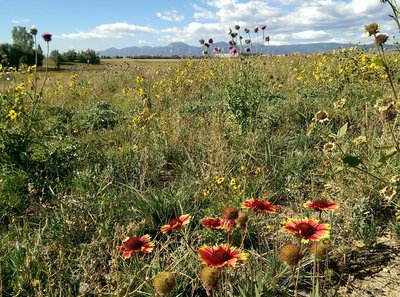 Good views of the flatirons through the abundant wildflowers at Dodd Reservoir