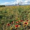 Good views of the flatirons through the abundant wildflowers at Dodd Reservoir