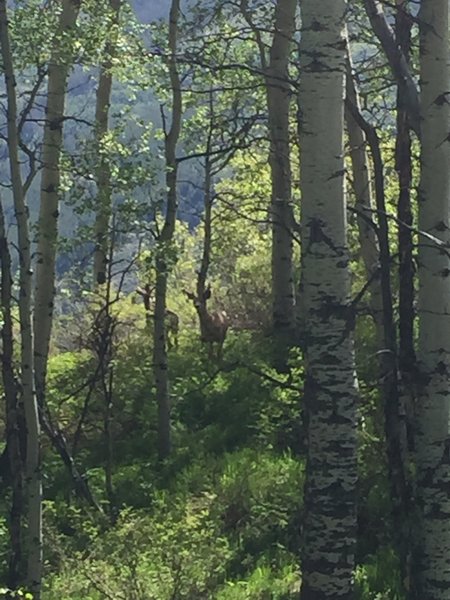 Passed a couple deer checking us out before they headed off.