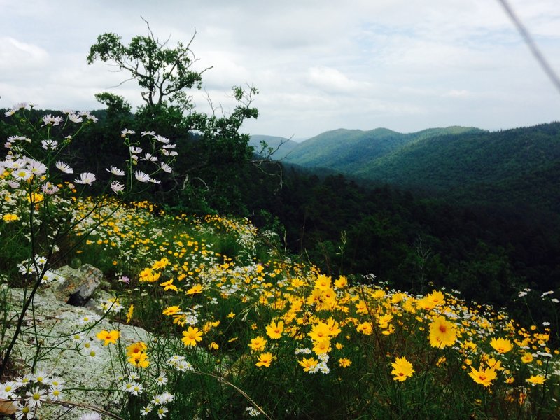 Wildflowers from Eagle Rock Vista