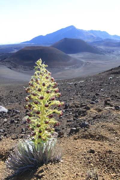 Silversword in bloom.