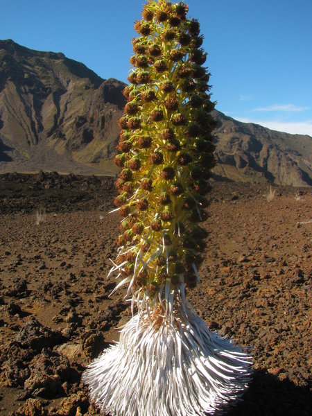 Haleakala Silversword Bloom