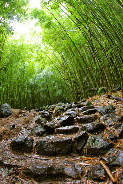 Rocks and bamboos on the Pipiwai Trail