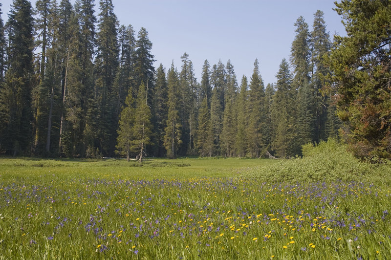 Dewey Point Meadows.