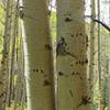 Bear claw marks. A 4 group set of circles shows the bear had a good grip while climbing. The downward slashes are where the bear slipped.