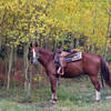 Hikers share the trial with horseback riders. Here a horse enjoys a break in a ride.