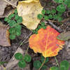 Higher levels of anthocyanins (or "sugars") from the right combination of rain, sun and cold can turn some of the aspen leaves red.