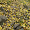 A carpet of yellow