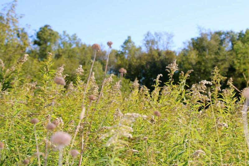 Prairie vegetation at the end of summer.