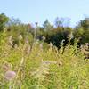 Prairie vegetation at the end of summer.