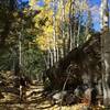 Rocks and aspens along Difficult Creek.