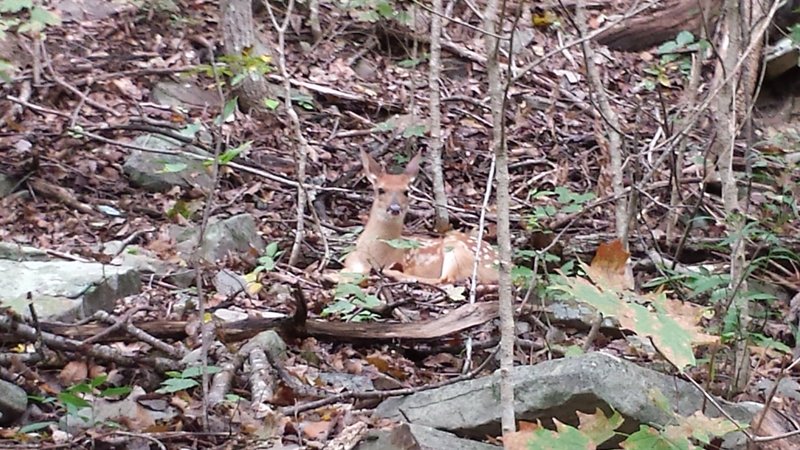 Baby fawn near the end of the McKay Hollow Trail.