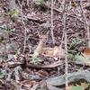 Baby fawn near the end of the McKay Hollow Trail.