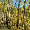 Good opportunities to revel in the aspen's colors here