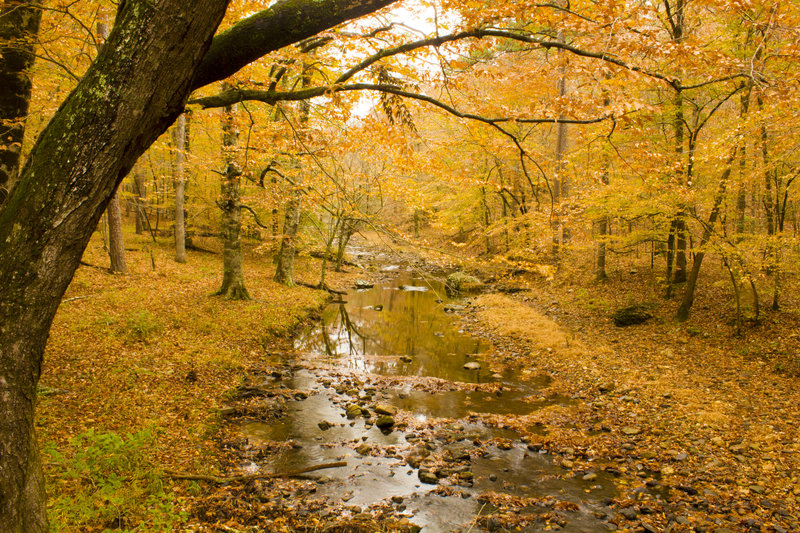 Fall colors in Shady Lake area.