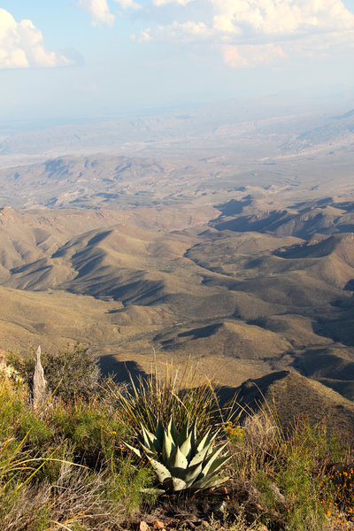 Agave on the top of South Rim.