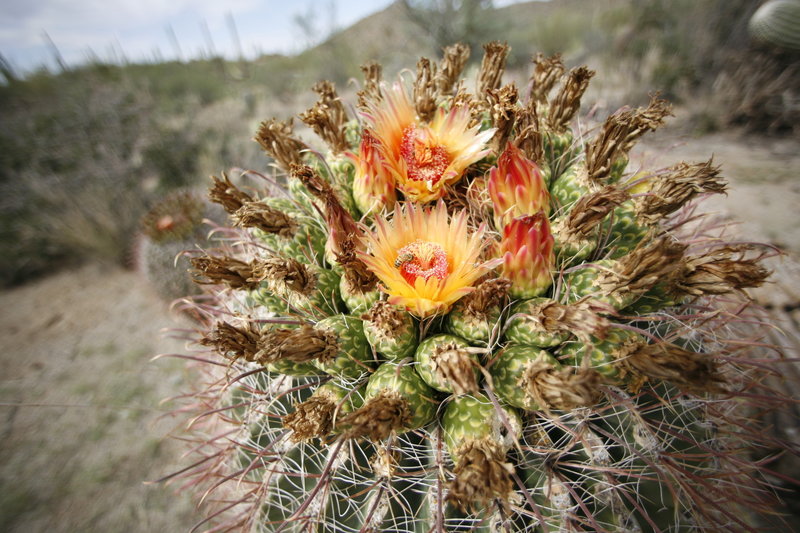 Flowering cactus after rain.