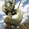 Funky Saguaro