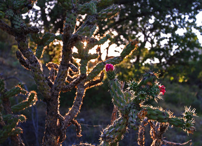 Guadalupe National Park