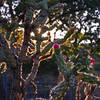 Guadalupe National Park