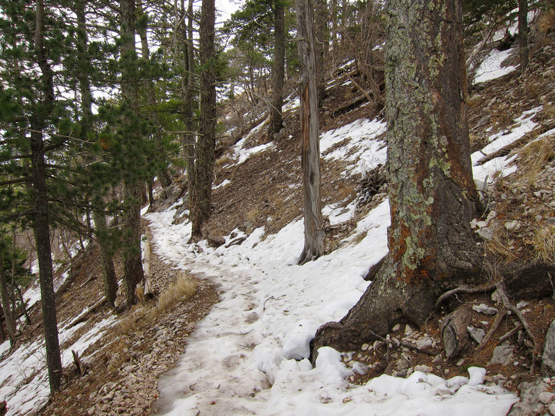 Forest on Guadalupe Mountains National Park Guadalupe Peak Trail.