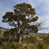 Texas Madrone