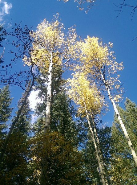 Brilliant fall colors against the blue Colorado sky