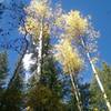 Brilliant fall colors against the blue Colorado sky