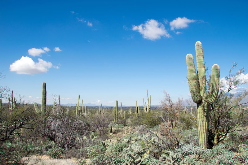 saguaro Carnegiea gigantea