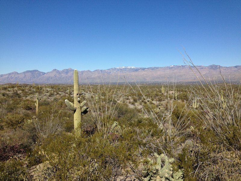 Cactus Forest Trail