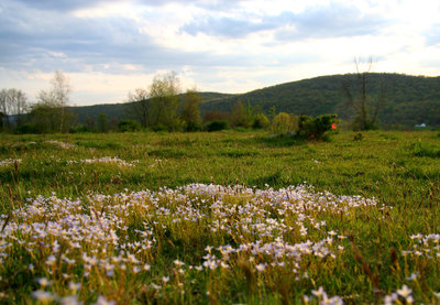 Lil' flowers from the AT.