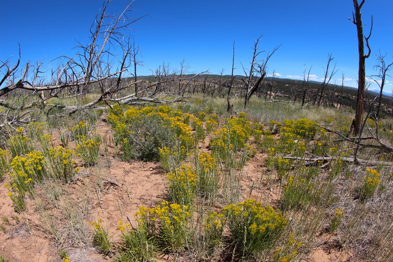 Burned woodland and yellow flowers.