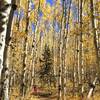 Aspen groves