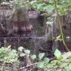 Bald cypress swamp along the park road.