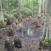 Bald cypress swamp alongside Cape Henry Trail, featuring interesting "knees" from the Bald Cypress trees. The trees are relatives of the Redwood family.