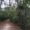 Spanish moss hanging over the Cape Henry Trail.