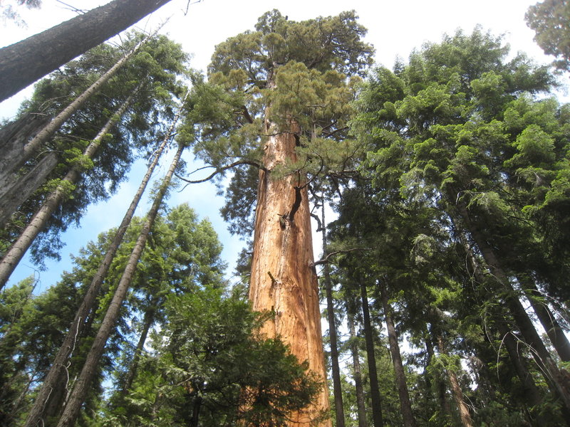 Sequoia