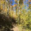 Hike through the aspens.