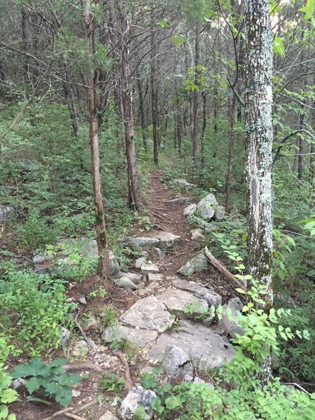 Rocky section of high trail.