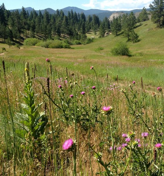 The original Meyers Homestead was in this meadow.