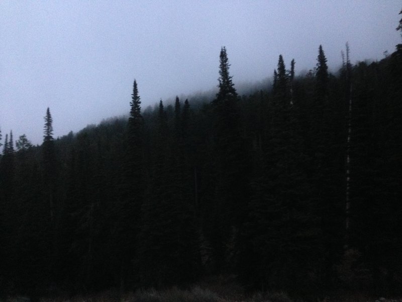 Low clouds hanging over the trees near the top of the Spring Hollow Trail.