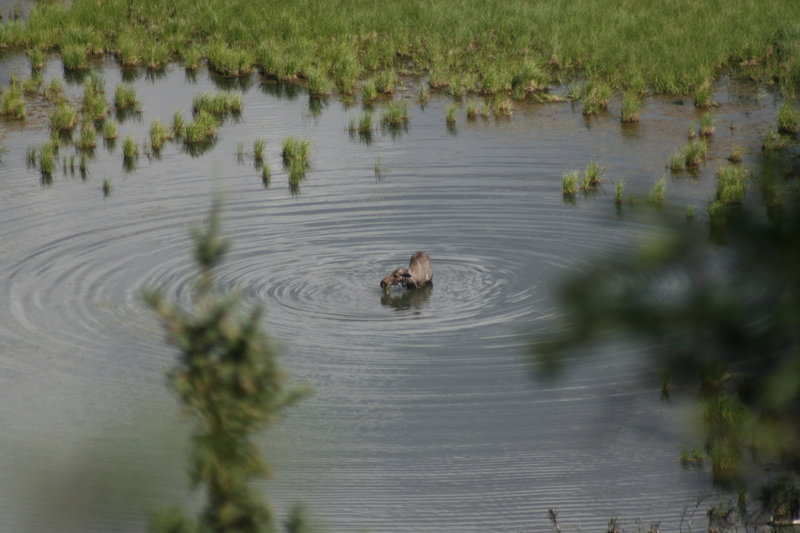 Moose in the water.