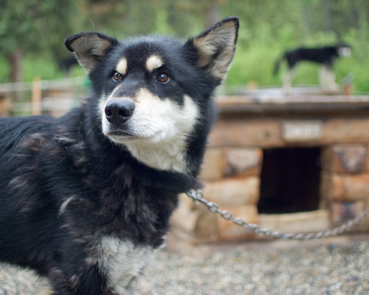 A younger dog at the Kennels.