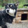 A younger dog at the Kennels.