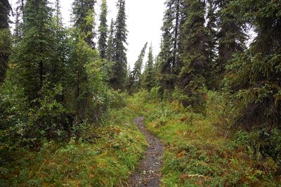 McKinley Bar Trail.